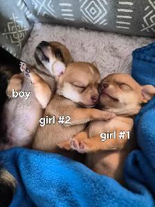 Chihuahua Puppies (Available May 12th)