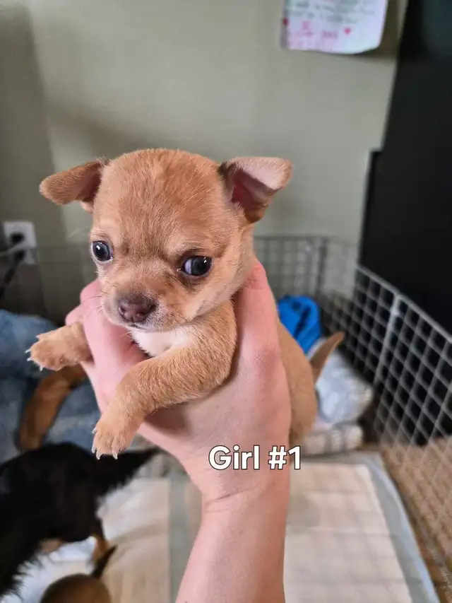 Chihuahua Puppies (Available May 12th) - Photo 2