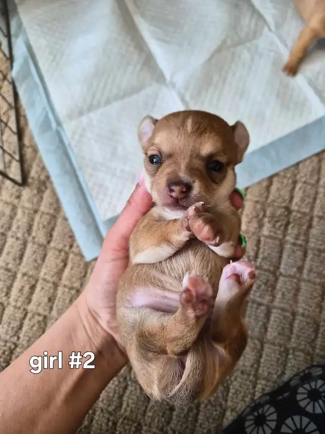 Chihuahua Puppies (Available May 12th) - Photo 4