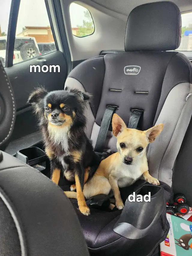 Chihuahua Puppies (Available May 12th) - Photo 6