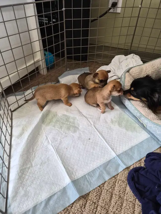 Chihuahua Puppies (Available May 12th) - Photo 9