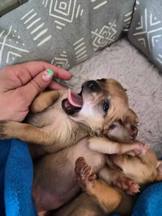 Chihuahua Puppies (Available May 12th) - Photo 10