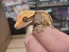 crested geckos