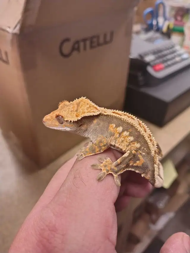 crested geckos - Photo 2