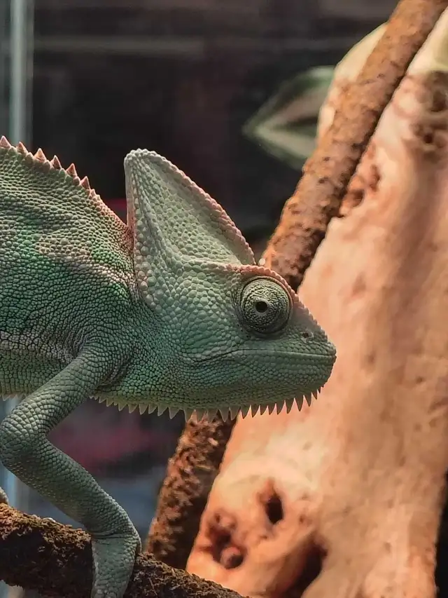 female veiled chameleon