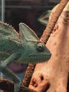 female veiled chameleon