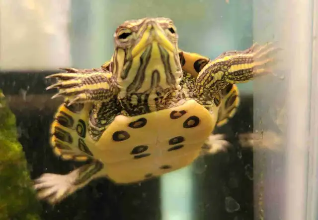baby yellow belly cooter turtles