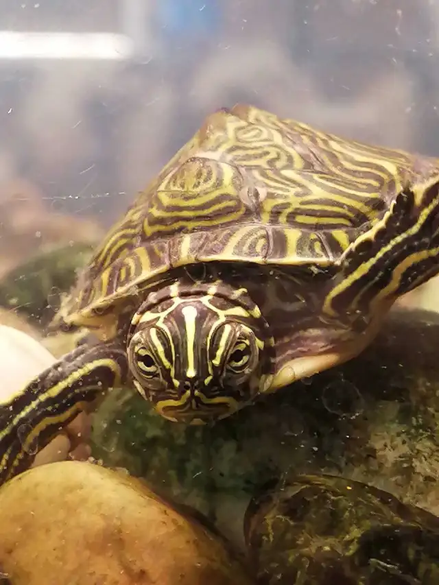baby yellow belly cooter turtles - Photo 2