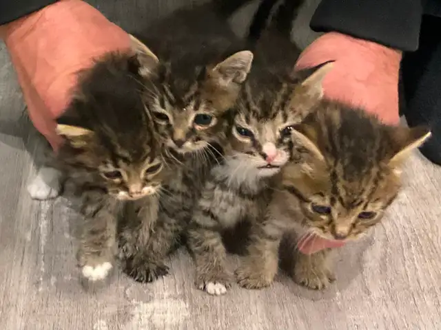Chatons tigrés, 2 femelles et 2 mâles