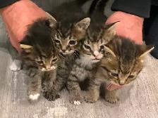 Chatons tigrés, 2 femelles et 2 mâles