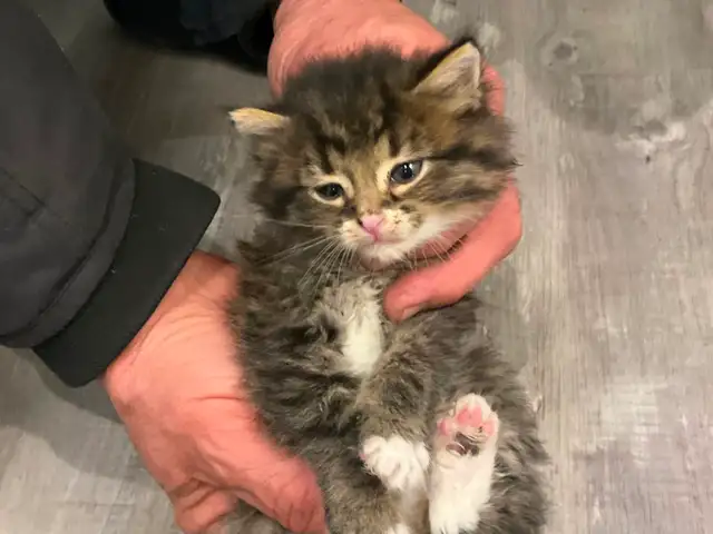 Chatons tigrés, 2 femelles et 2 mâles - Photo 2