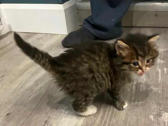Chatons tigrés, 2 femelles et 2 mâles - Photo 3