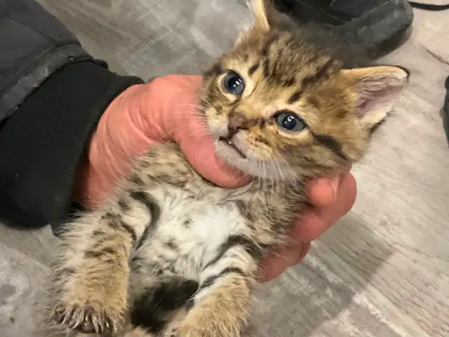 Chatons tigrés, 2 femelles et 2 mâles - Photo 4