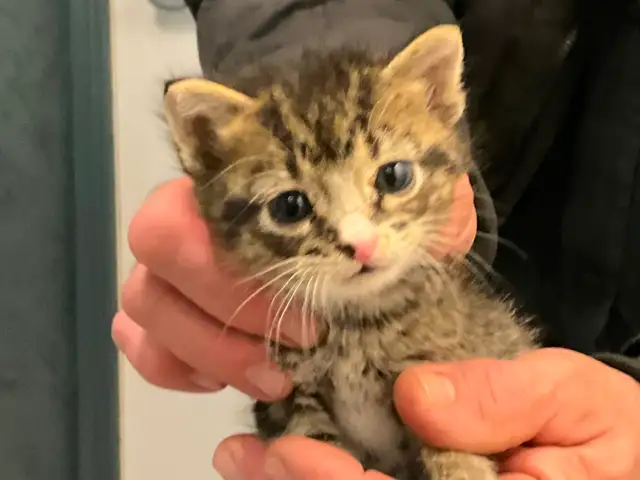 Chatons tigrés, 2 femelles et 2 mâles - Photo 5