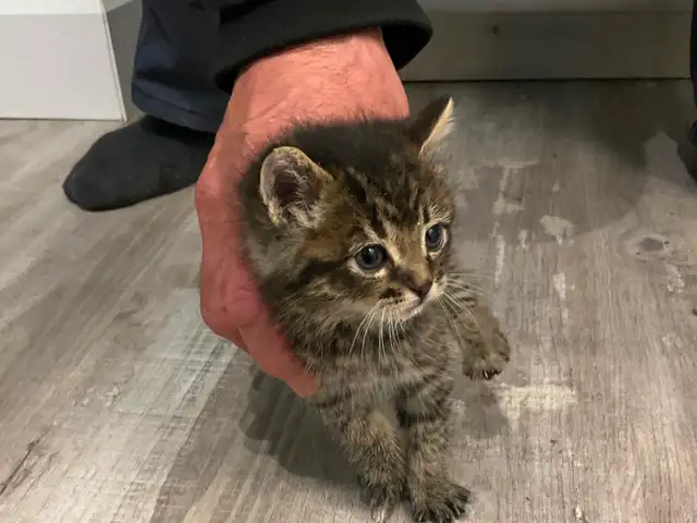 Chatons tigrés, 2 femelles et 2 mâles - Photo 6