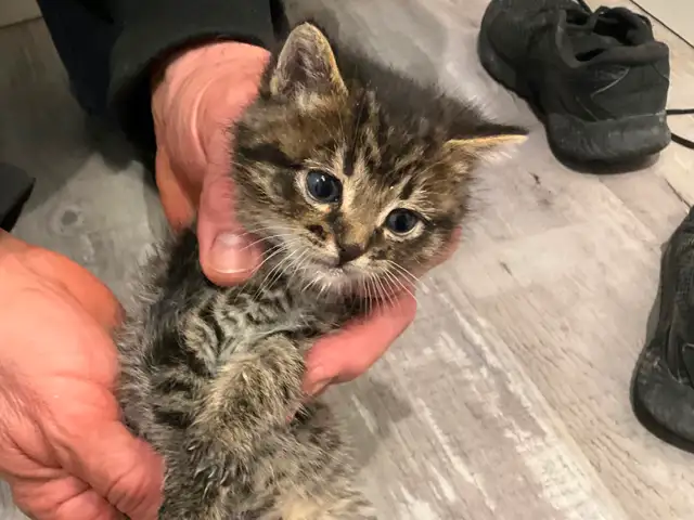 Chatons tigrés, 2 femelles et 2 mâles - Photo 7