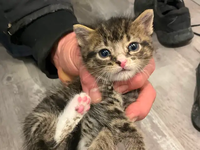 Chatons tigrés, 2 femelles et 2 mâles - Photo 8