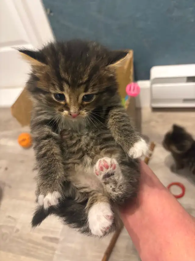 Chatons tigrés, 2 femelles et 2 mâles - Photo 9