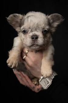 Fluffy French Bulldog Puppies   Rare Colors / Big Rope
