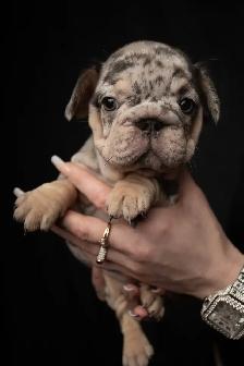 Fluffy French Bulldog Puppies   Rare Colors / Big Rope - Photo 3