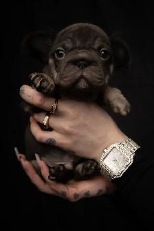 Fluffy French Bulldog Puppies   Rare Colors / Big Rope - Photo 4