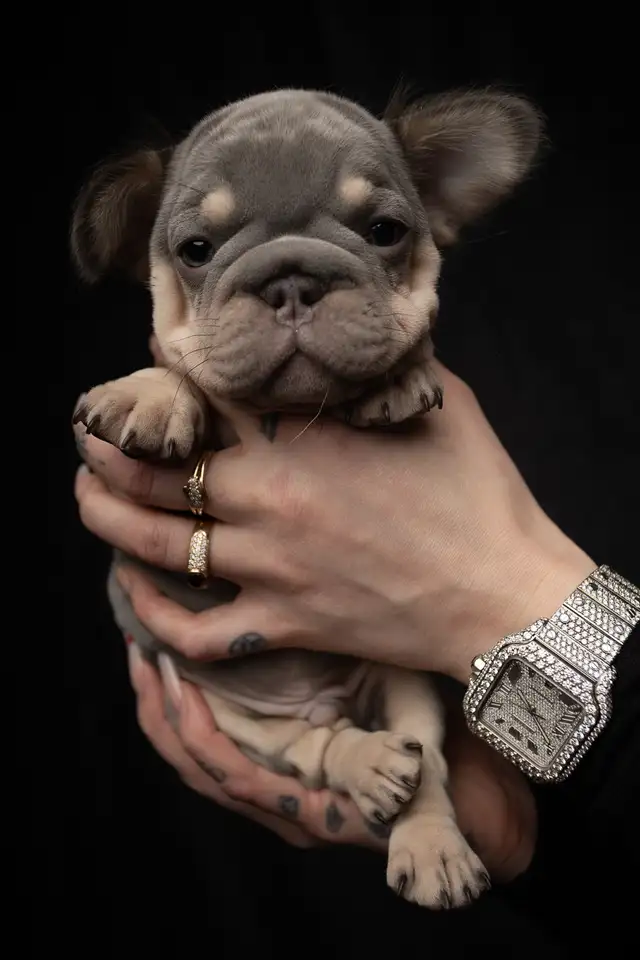 Fluffy French Bulldog Puppies   Rare Colors / Big Rope - Photo 5