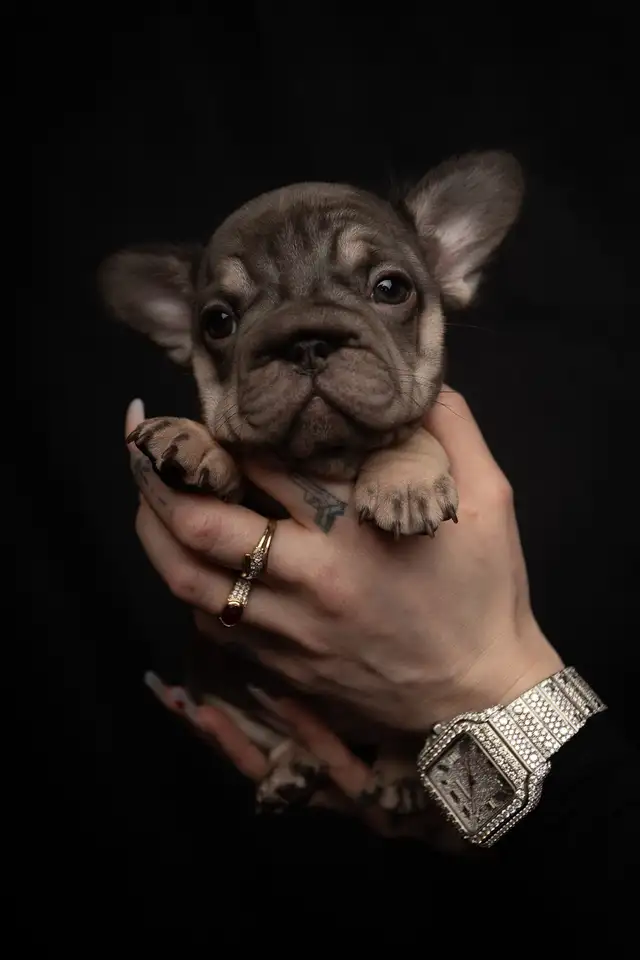 Fluffy French Bulldog Puppies   Rare Colors / Big Rope - Photo 6