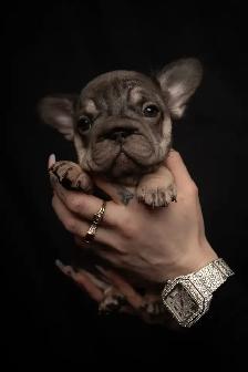 Fluffy French Bulldog Puppies   Rare Colors / Big Rope - Photo 6