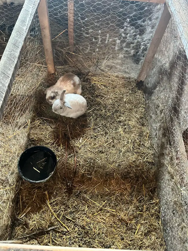 Pet rabbits - Photo 2