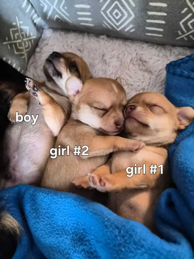 Chihuahua Puppies (Available May 12th)