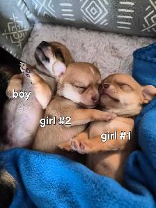 Chihuahua Puppies (Available May 12th)