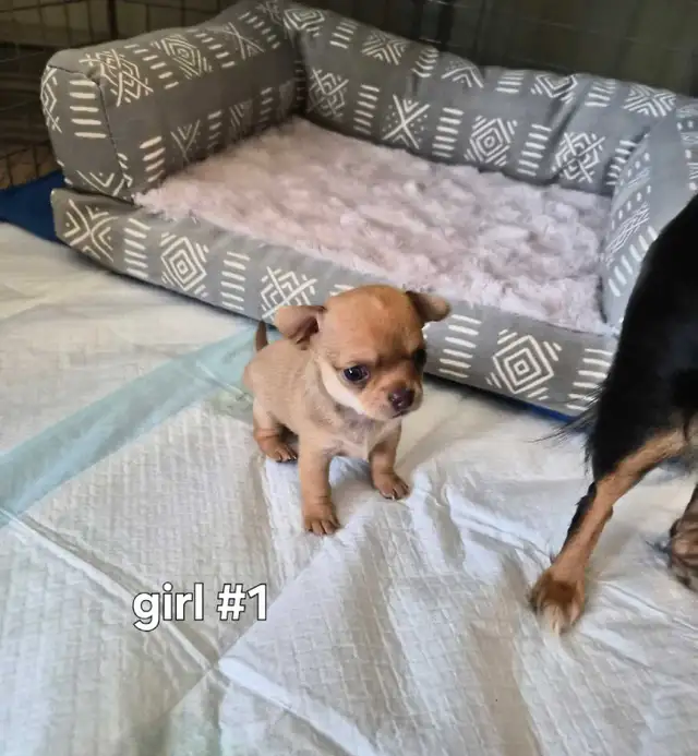 Chihuahua Puppies (Available May 12th) - Photo 3