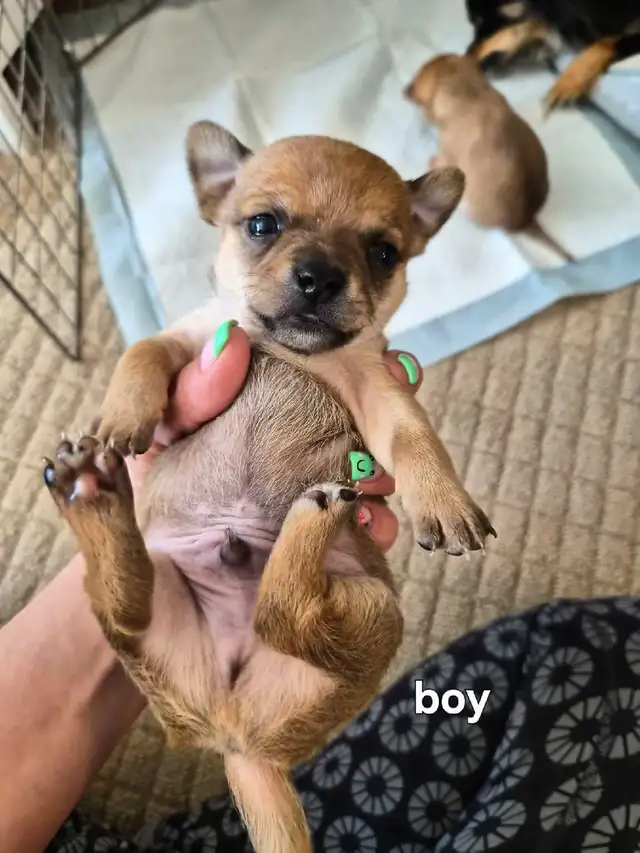 Chihuahua Puppies (Available May 12th) - Photo 5