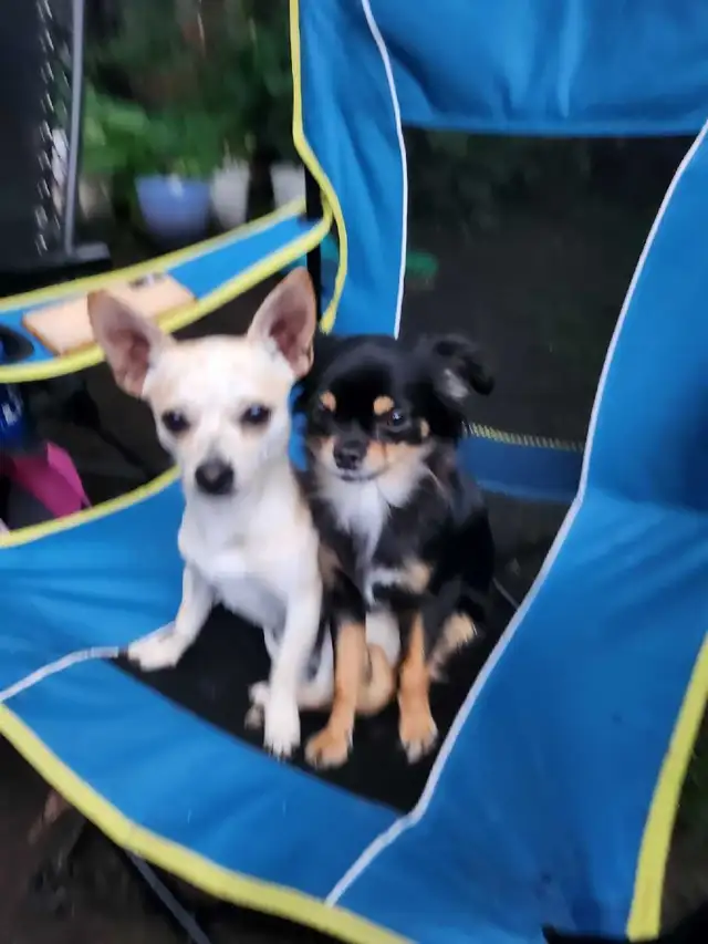 Chihuahua Puppies (Available May 12th) - Photo 7