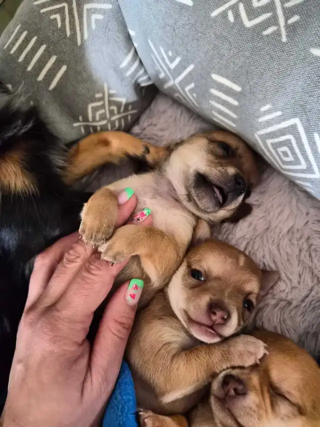 Chihuahua Puppies (Available May 12th) - Photo 8