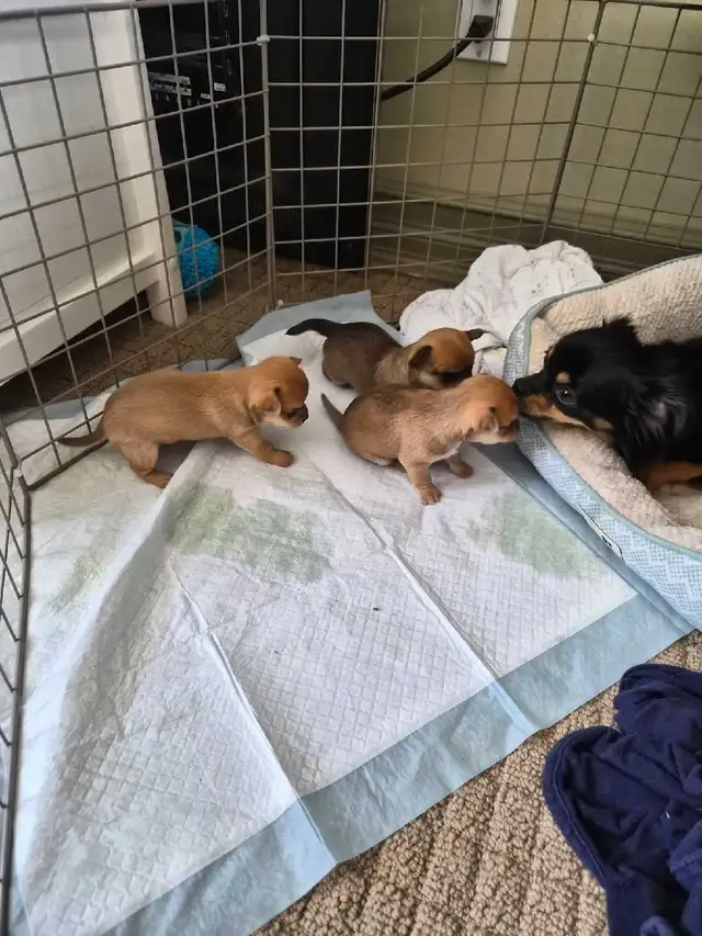 Chihuahua Puppies (Available May 12th) - Photo 9