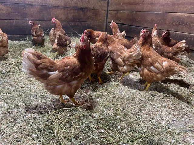 Laying Hens for sale.