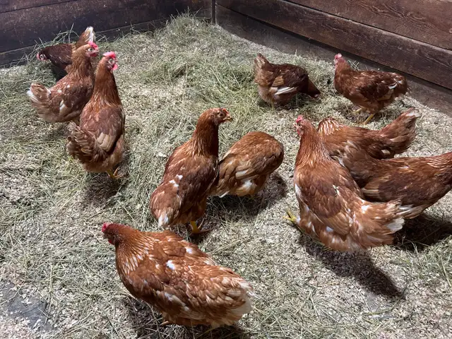 Laying Hens for sale. - Photo 2
