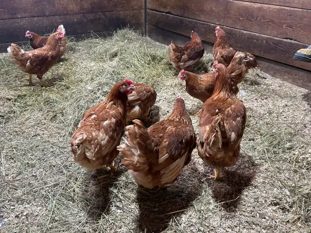 Laying Hens for sale. - Photo 3