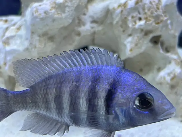 Star sapphire cichlids