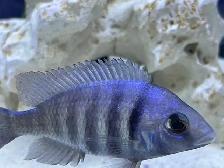 Star sapphire cichlids
