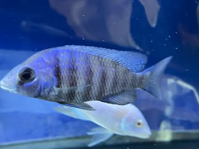 Star sapphire cichlids - Photo 2