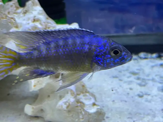 African cichlid for sale