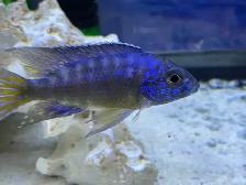 African cichlid for sale