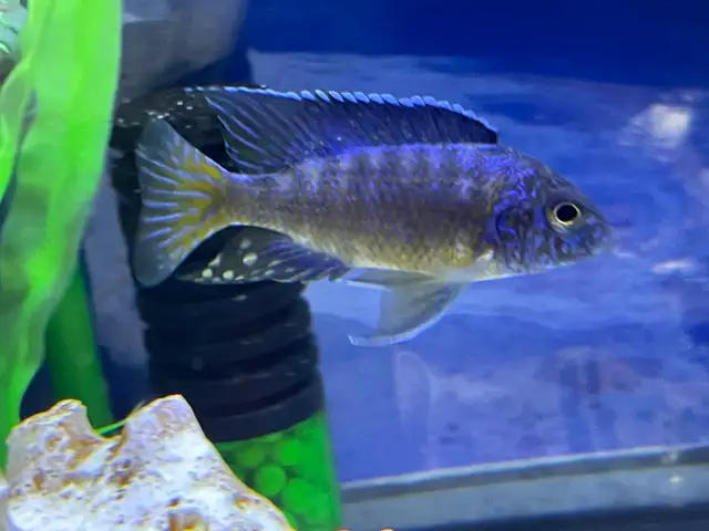 African cichlid for sale - Photo 2