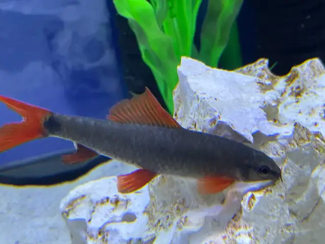 Black Shark Red Tail