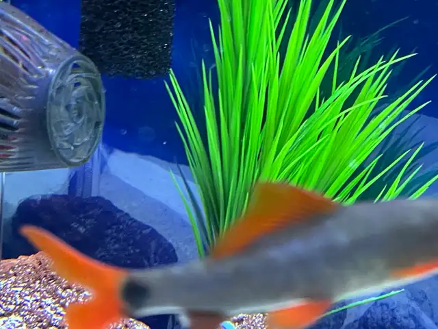 Black Shark Red Tail - Photo 3