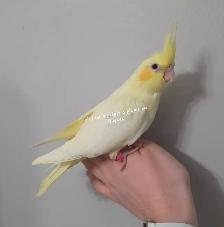 Cockatiel