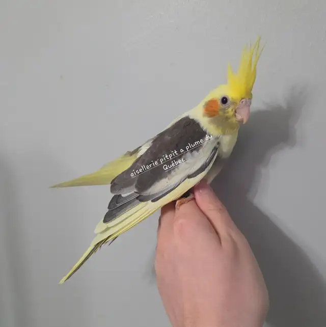 Cockatiel - Photo 2