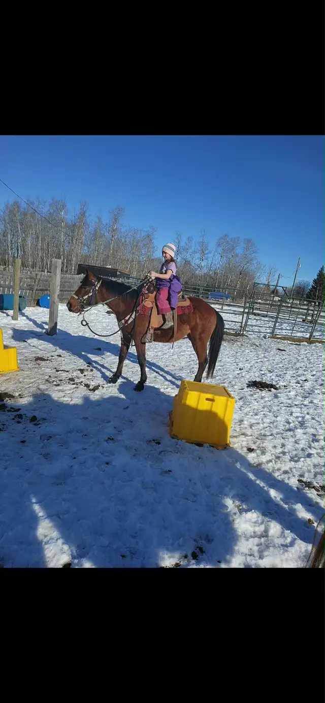 horse for sale - Photo 2